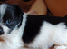Shih tuz cross pomeranian