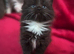 Ragdoll x Russian Blue babies