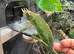 Jackson chameleons for sale  males one female