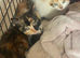 Ready now! 3 kittens for sale.