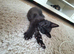 READY NEXT WEEK, 4 LOVELY KITTENS.