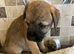 K.C. Reg border terriers