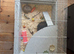 Friendly grey & white baby male mouse with cage