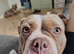 Female pocket bully