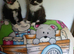 Pretty kittens