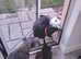 Homeboarding pet sitting