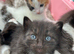 KITTENS LOOKING FOR THEIR FOREVER HOMES