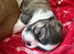 Lhasa Apso puppies for sale