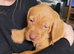 kc hungarian vizla pups (10 weeks old) had both vaccinations