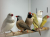Silver fire tail finch