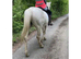 15hh Appaloosa gelding