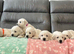 KC Old English Cream Golden Retriever Puppies