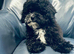 Beautiful Black Maltipoo