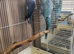 Indian Ringneck Birds Blue/Purple/Green