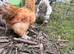 Pure Pekin Bantam growers 9 weeks