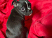 View from 5.30pm Friday to take home Boxer x Boston terrier. Aka mini boxer quick sale