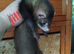 Ferret kits available swaps welcome