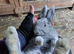 Argente Bleu & Noir buck and doe babies for sale