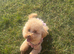 Moana the toy poodle