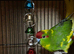 Stunning kakarikis
