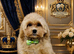 ESPONJOSO Asian Maltipoo 4*Council Licensed