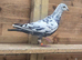 Grizzle male