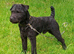 TOP QUALITY FELL TERRIER PUPS