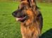 Beautiful longhaired German sheperd boy