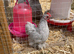 Young male pekin bantam
