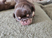 Pug litter