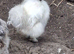 3 cockerals for sale