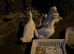 Ducks for free