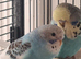 Budgies for sale.