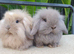 Mini lionlops available now