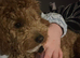 Lovely cockapoo