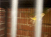 Monk parrot pair