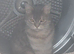 British shorthair X for sale