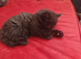 Adorable kittens ready for a new home 7th September mixed prices