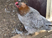 Blue Copper Marans at Point of lay