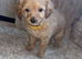 Red Cockapoo Puppies
