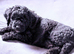 Stunning F1b cockapoo puppies READY NOW