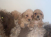Cockapoo x toy poodle puppies