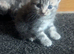 4 beautiful kittens looking for their forever home