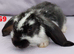 Friendly Pure French Lops & Mini Lops Mix Ready / MUST READ!!!