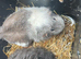 Beautiful female guinea pig guinea pigs