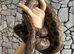 Adult Brazilian Rainbow Boa at Birmingham Reptiles