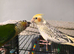 Conure and cockatiel with cage