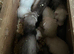 Baby Ferrets