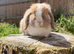 Mini lop doe