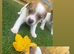 Jack russle puppy's